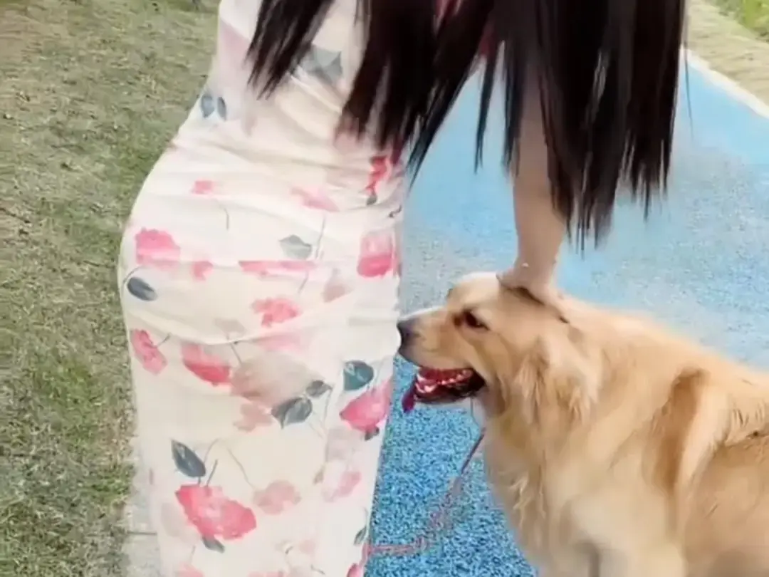 《抖音香香公主与爱犬金毛》科普视频完整版在线免费观看-抖音香香公主与爱犬直播回放网盘资源免费领取-无删减全集无广告播放